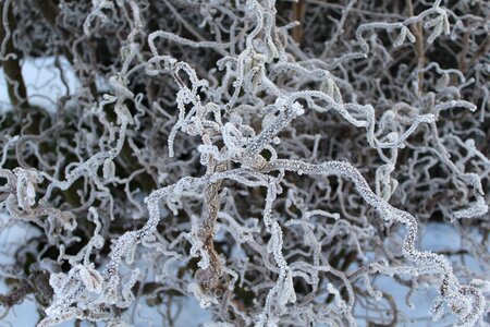 Winter frozen branches photo