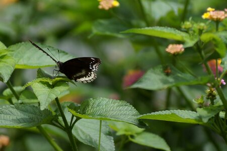 White outdoor animal