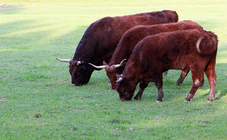 Domestic cattle beef ruminant