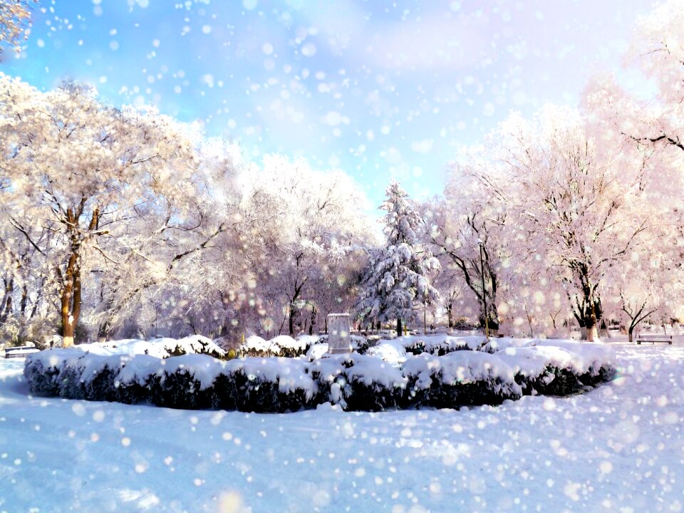 Rime trees landscape photo