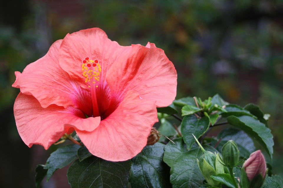 Bloom room hibiscus plant