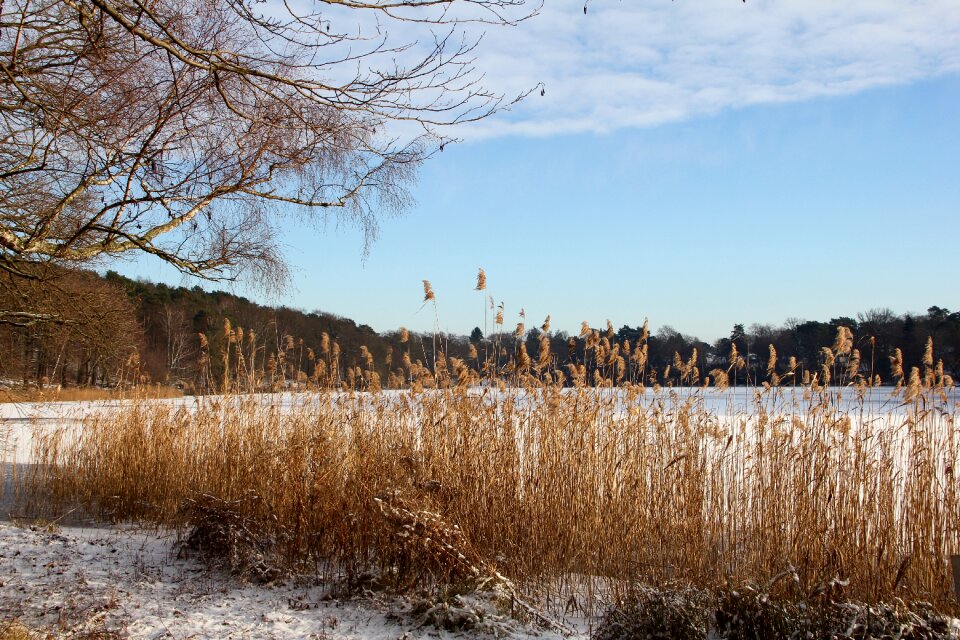Cold water trees