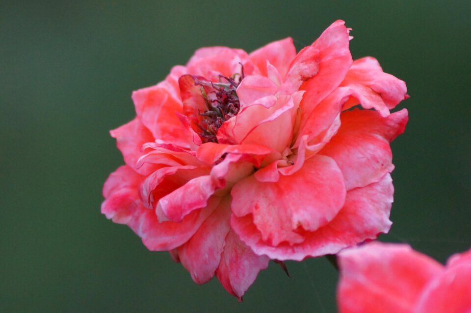 Natural pink flowers spring