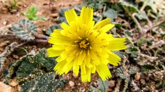 Wild flower flora