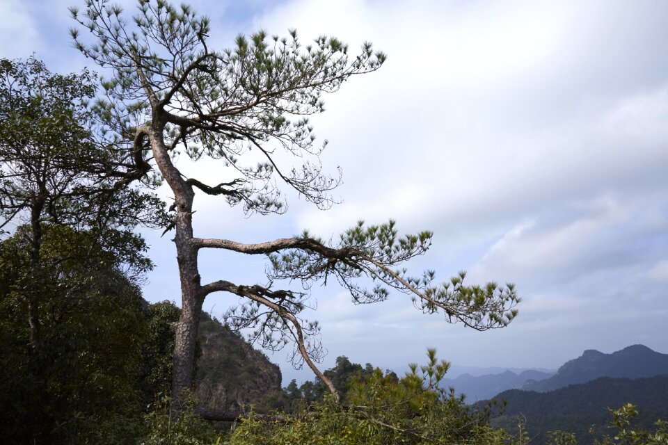 Forest tree pine