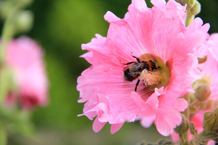 Pollen insect plant photo