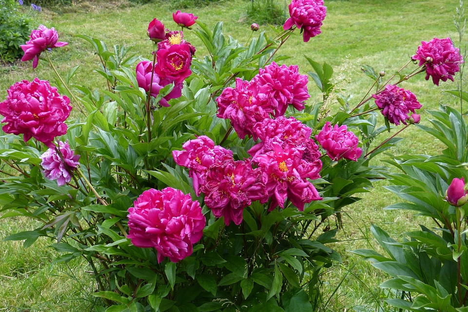 Bloom flower beauty