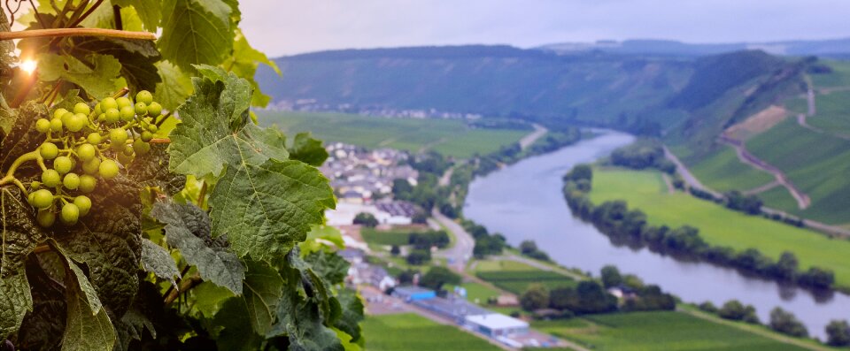 Germany winery viticulture