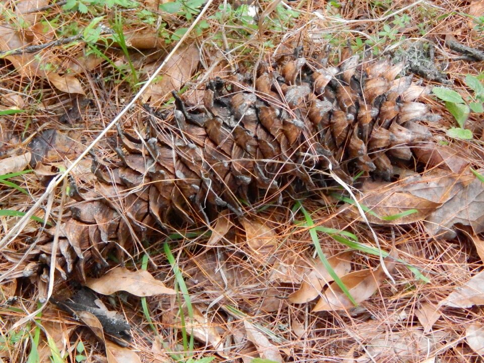 Tree pine needles pine branch