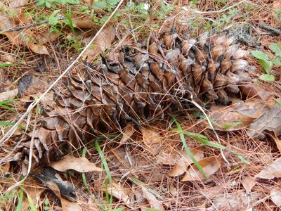 Tree pine needles pine branch photo