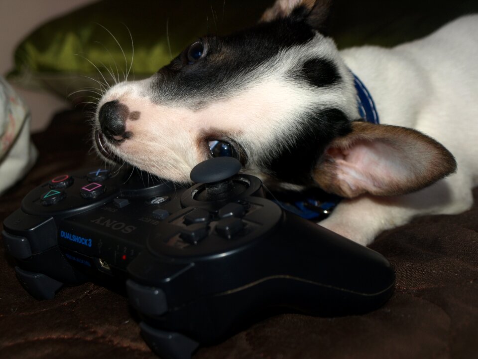 Joystick playing gnaw