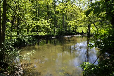 Yerres france forest photo