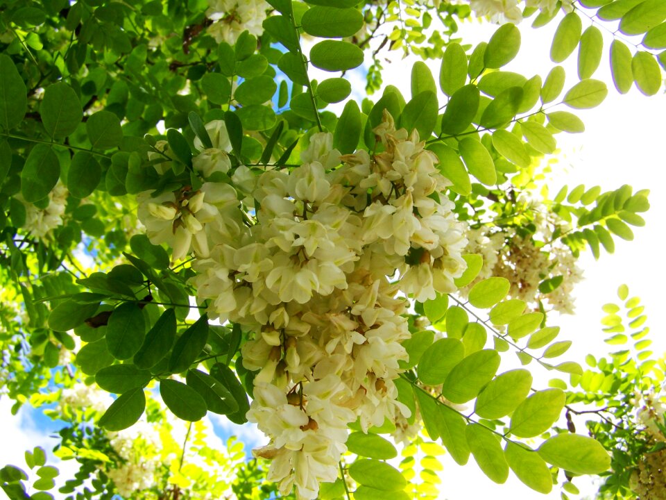 Acacia blossom white flower spring