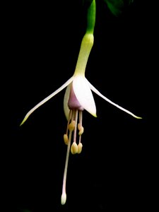 Botanical stamen hanging