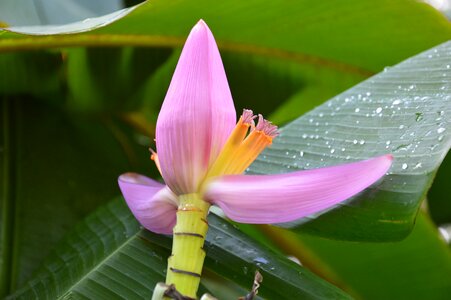 Banana leaves flower