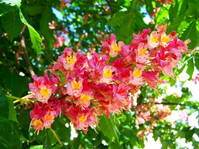 Horse chestnut flower pink flower spring
