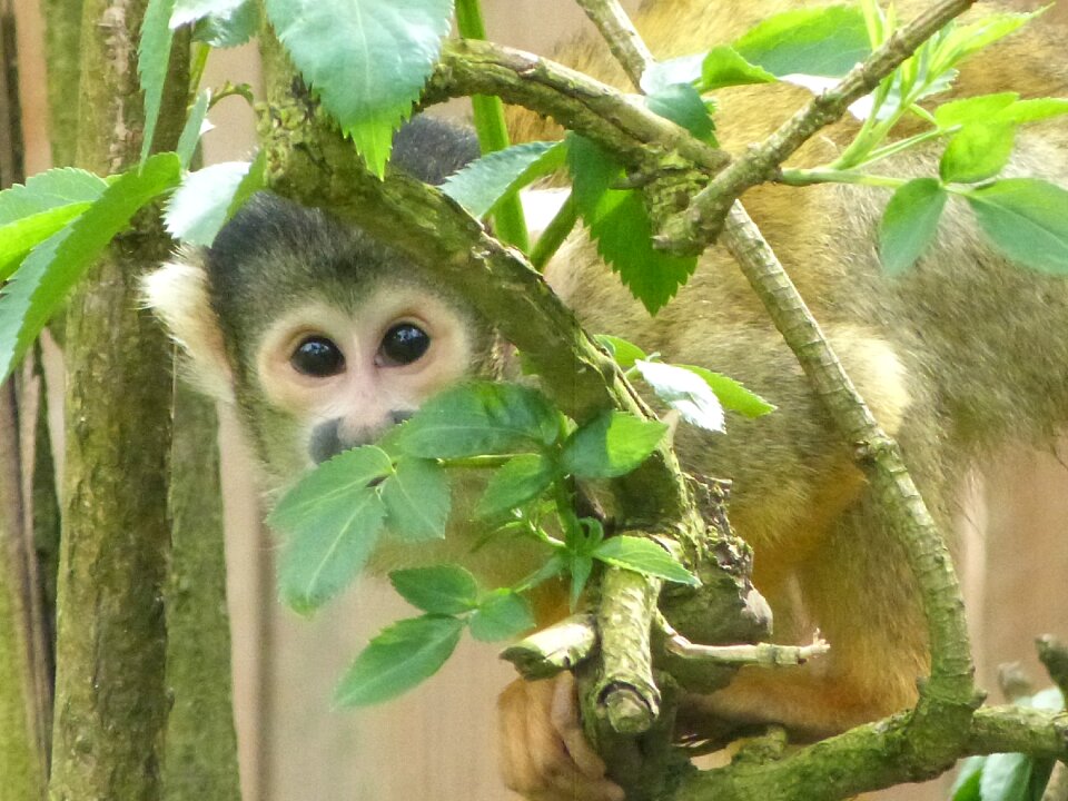 Saimiri monkeys animals