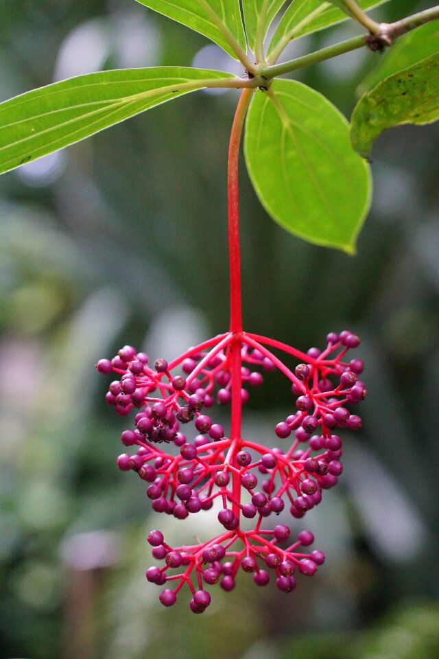 Flower panicle tropics rainforest