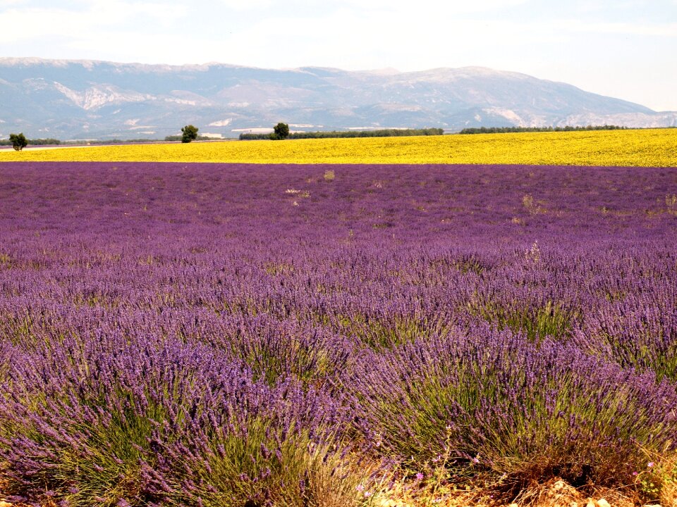 Landscape nature panorama