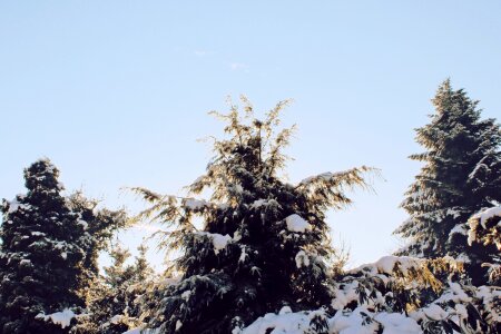 Wintry forest sky photo