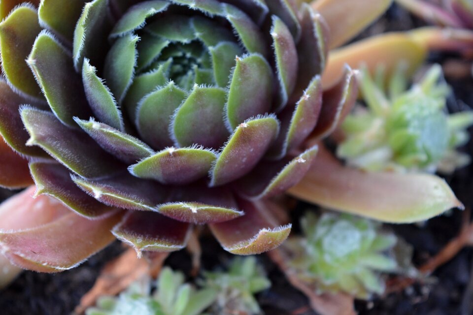 Green garden nature