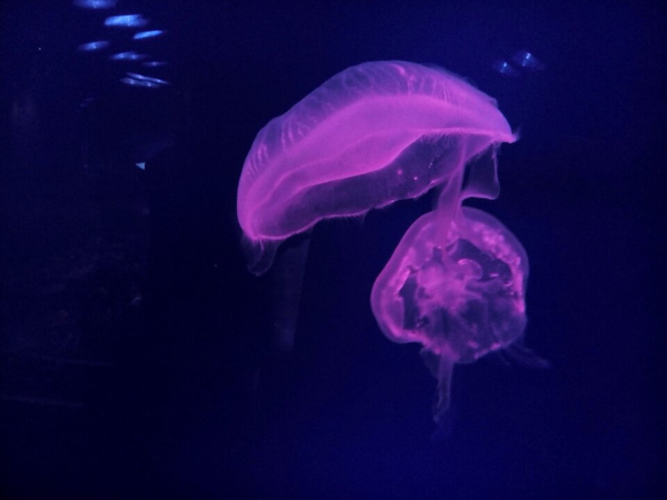 Jelly fish fish tourism