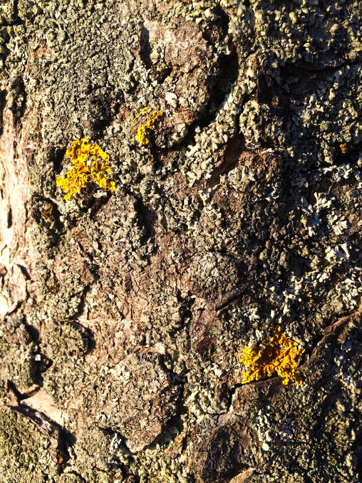 Tree nature tribe