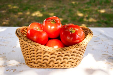 Tomato nature vegetable photo