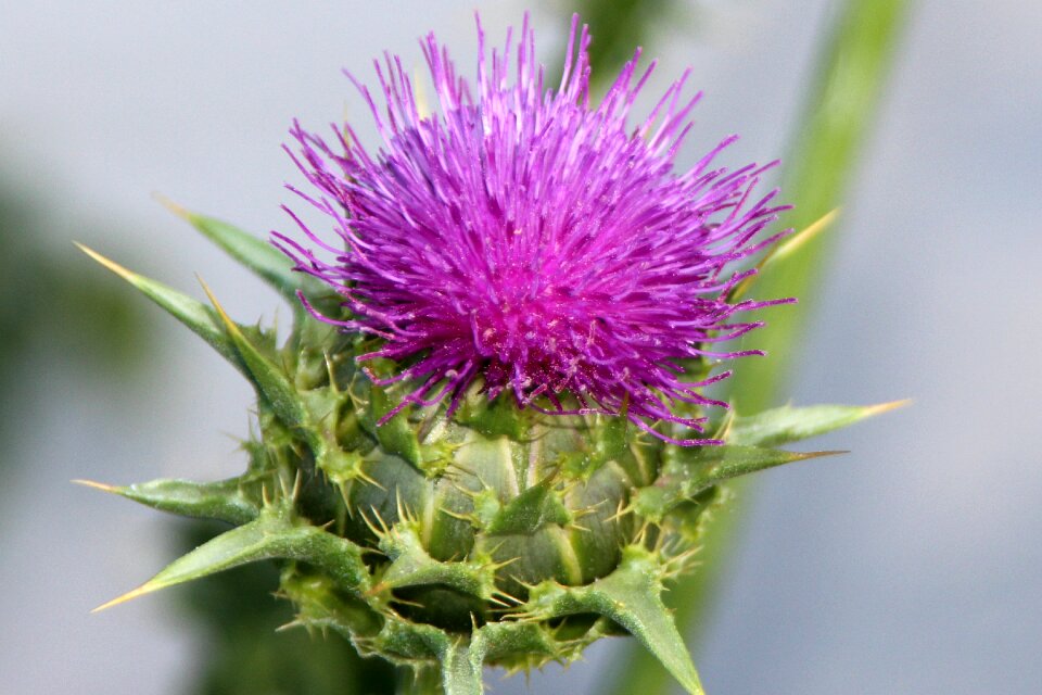 Summer prickly scratchy