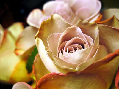 Flower rose petals beautiful