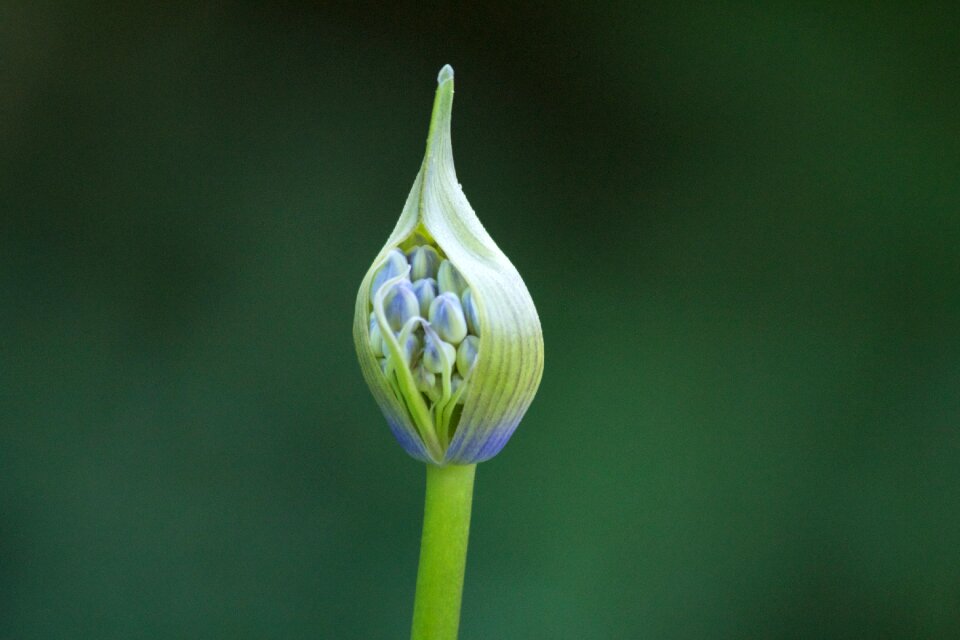 Flora plant flower