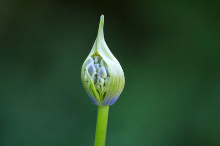 Flora plant flower