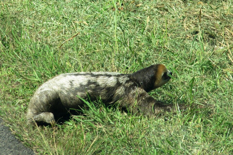 Wild animal guyana cross the road