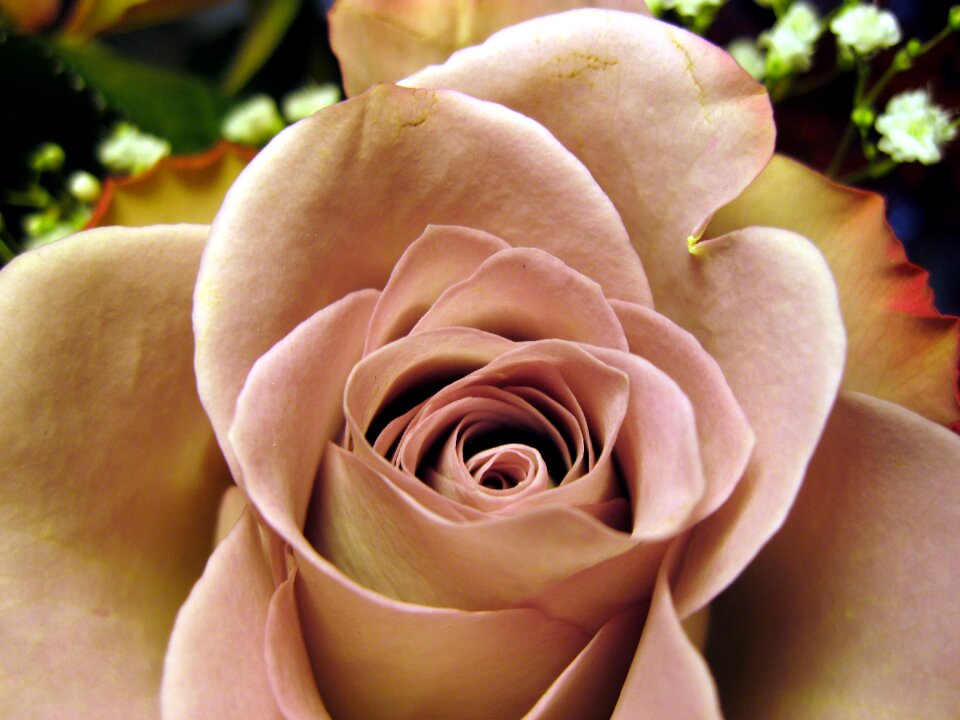Flower rose petals beautiful