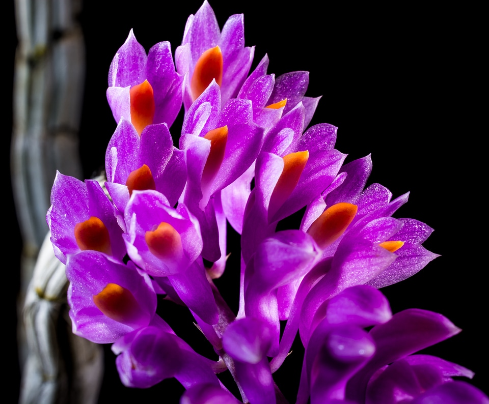 Bloom flower purple