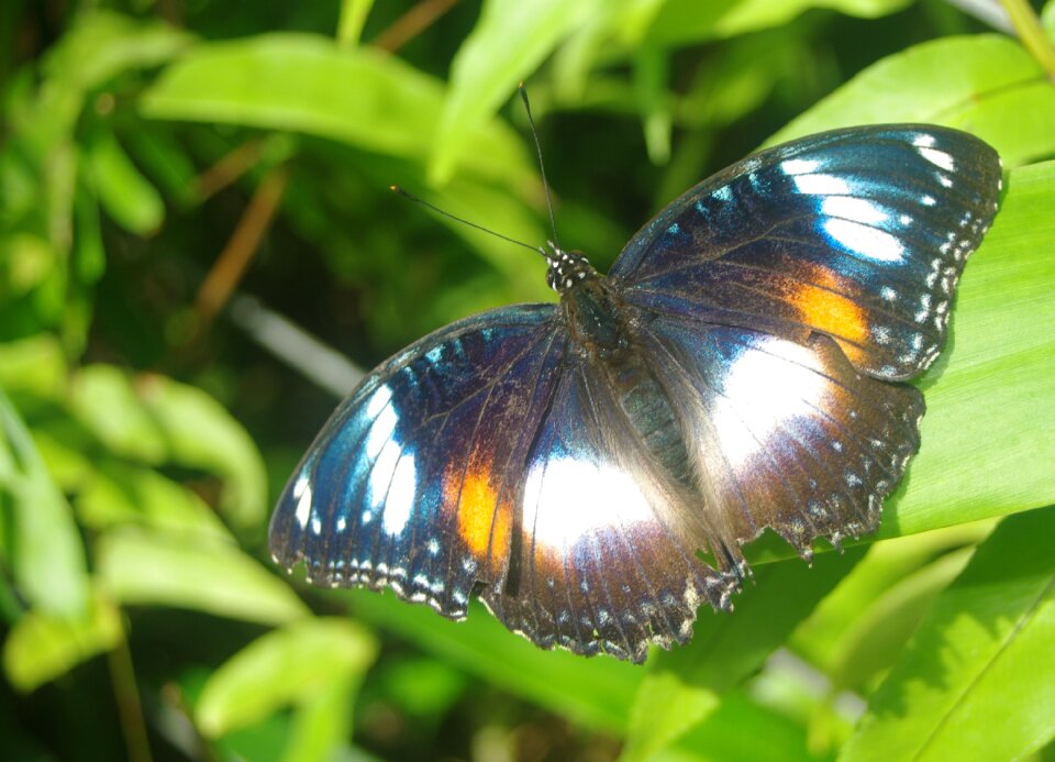 Wildlife environment monarch