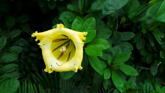 Flowering vine flora