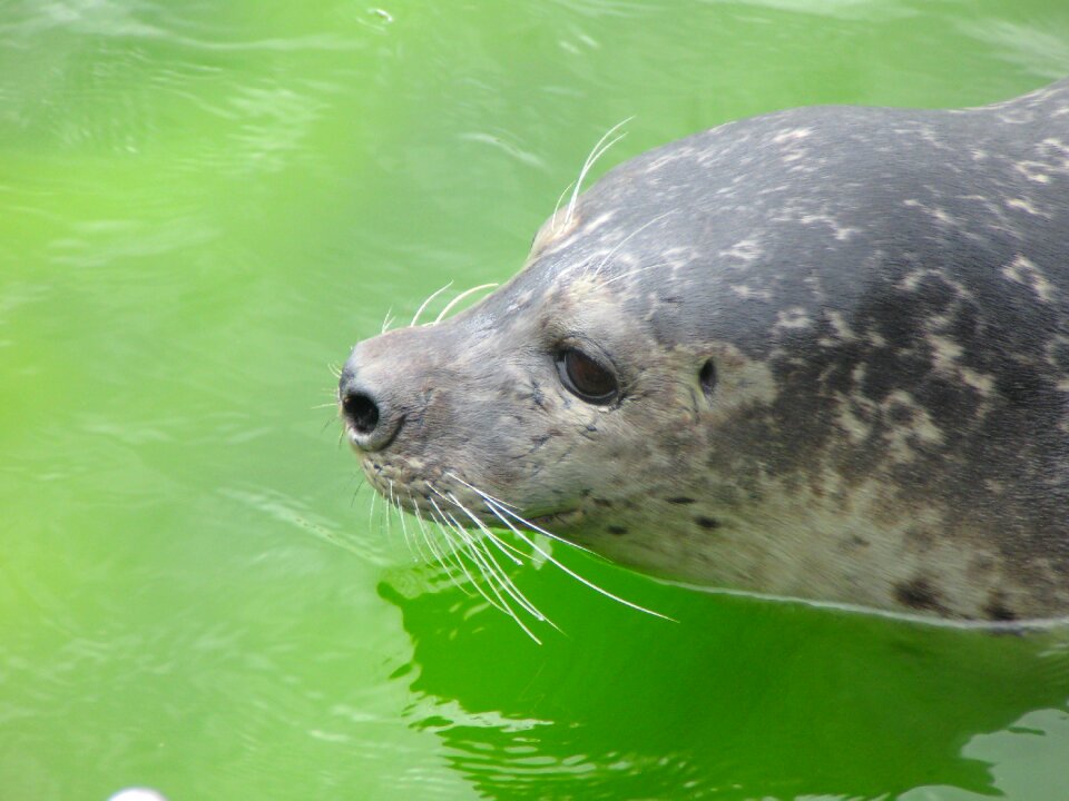 Sealarium westküstenpark st peter-ording