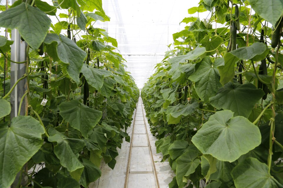 Vegetables agriculture food