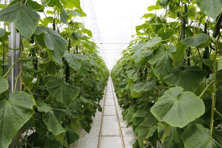 Vegetables agriculture food