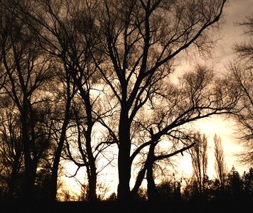 Trees in the morning silhouette