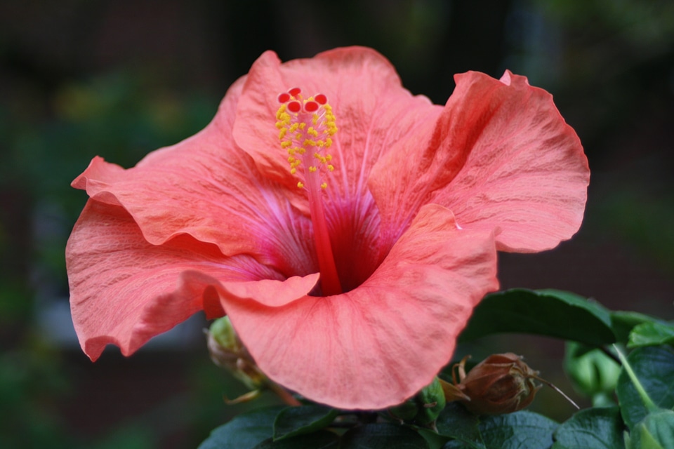 Bloom room hibiscus plant