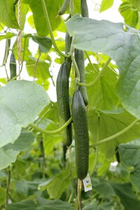 Greenhouse food agriculture