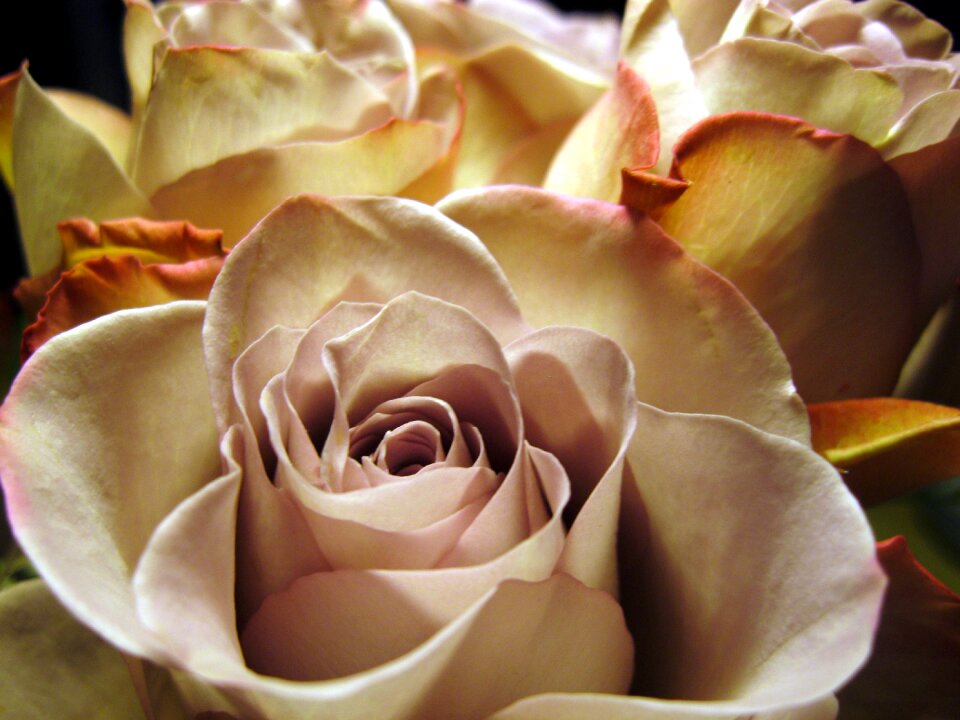 Flower rose petals beautiful