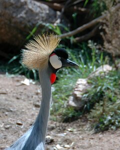 Plumage nature wings photo