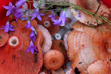 Basket with mushrooms composition summer