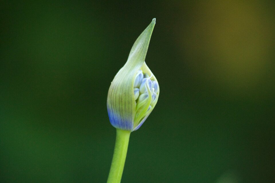 Flora plant flower