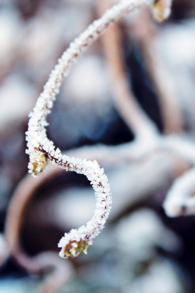 Winter frozen cold