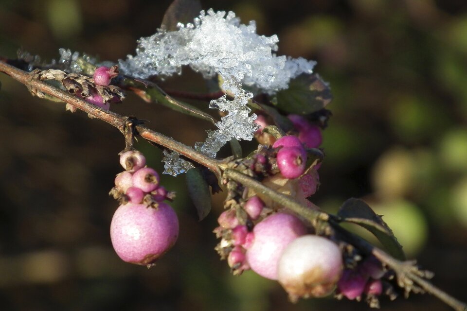 Frost wintry winter magic