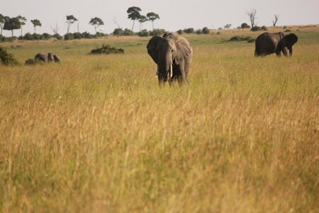 Africa safari